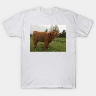 Scottish Highland Cattle Calf 1540 T-Shirt